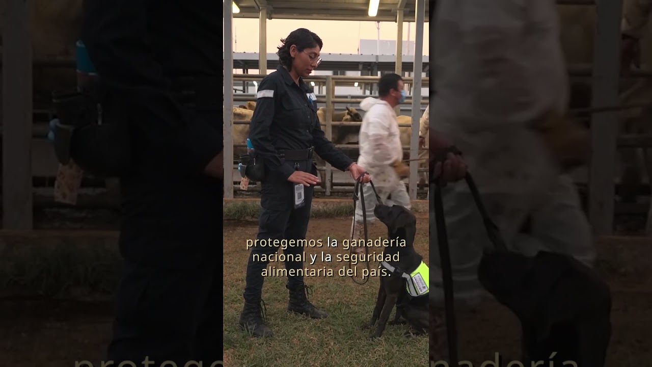 Plan de acción especial para contener al GBG en Tamaulipas y Veracruz