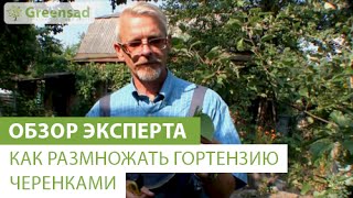Уход и размножение черенками садовой гортензии - Видео онлайн
