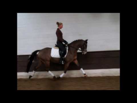 PAV SHINING EXAMPLE 6j. DR VB 6.500,- Euro