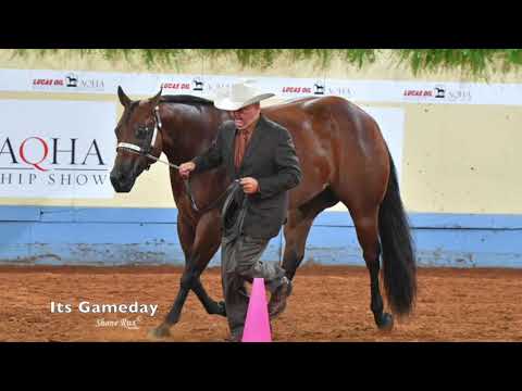 2019 AQHA Open Aged Geldings