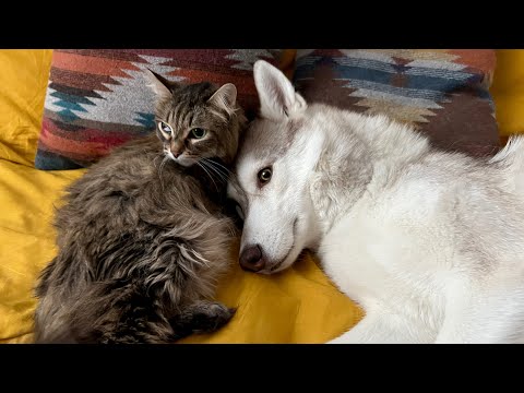 My Dogs Didn't Recognize the Cat After the Surgery