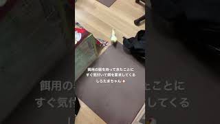 しらたまちゃん🐔「餌だぁ！！」
