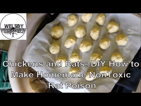 Chickens and Rats: DIY How to Make Homemade NonToxic Rat Poison