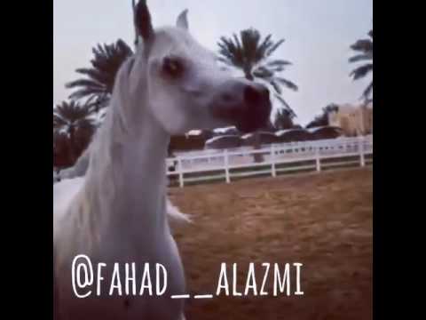 Ajmal Sundos ... By ( Ansata Hejazi # Ansata Serqit ) Owned by Al Waab Farm - Qatar