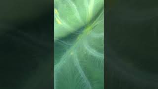 自然眺める