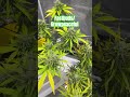Skunk Weed! Growpeaceful Fastbuds