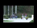 Ruin KWPN Nederlands sportpaard Te koop 2016 Donker bruin / bai