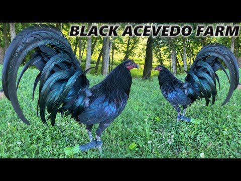 Quality !! Beautiful Black Birds Juan Acevedo Farm in Kentucky