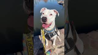Video preview image #1 American Pit Bull Terrier-Unknown Mix Puppy For Sale in phoenix, AZ, USA