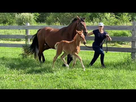 Total Hope 2021 colt 3 weeks old