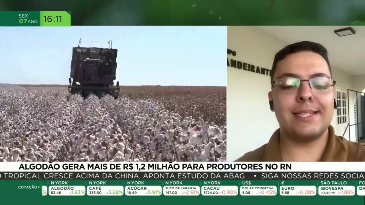 Algodão gera mais de R$1,2 milhão para produtores no RN