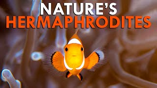 Sequential Hermaphroditism: Why Some Male Animals Grow To Lay Eggs