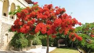 Beautiful ROYAL POINCIANA (Flamboyan) Tree in Mesa, Arizona
