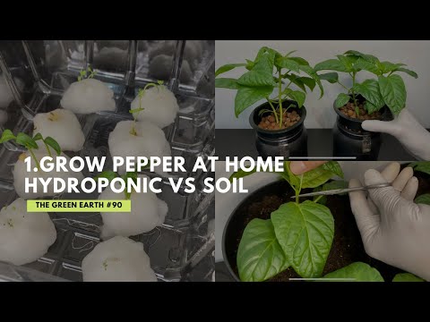 #90 How to Grow Pepper at Home? | Hydroponic vs Soil | Pruned vs Unpruned Pepper Plants