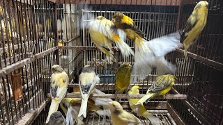 Download lagu UPDATE HARGA KENARI TERBARU - KENARI BAHAN DAN GACORAN - ANIS KEMBANG - LOVEBIRD DLL mp3 Download lagu UPDATE HARGA KENARI TERBARU - KENARI BAHAN DAN GACORAN - ANIS KEMBANG - LOVEBIRD DLL mp3