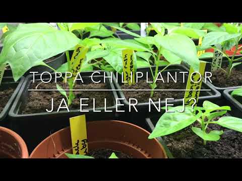 Toppa chiliplantor - ja eller nej?