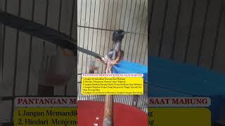 Download lagu Murai Batu Singo Edan #burung #lovebirdkicau #kicaumania #lovebirdkicaumania #muraibatu #birds mp3