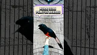 Download lagu murai isian pelatuk bawang mp3