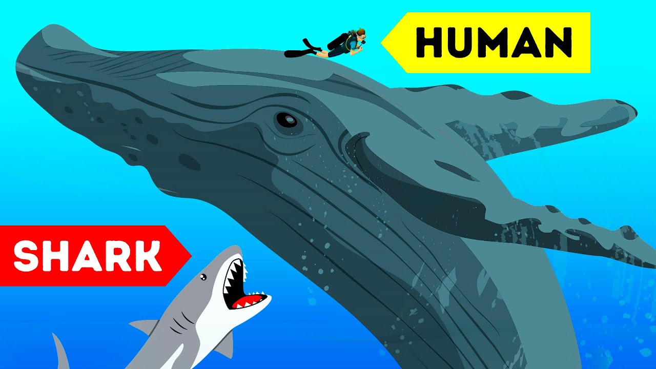 9 Wild Animals That Saved Someone's Life