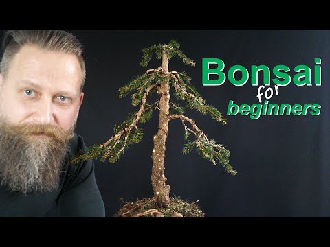 Bonsai selbst gemacht aus Baumarktware