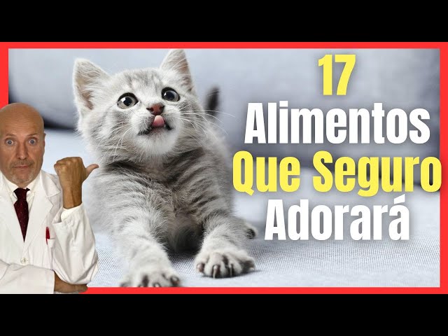 Vídeo relacionado con GimCat Nutri Pockets Fish Salmon - Snack crujiente para gatos con ingredientes funcionales - 1 bolsa (1 x 60 g)