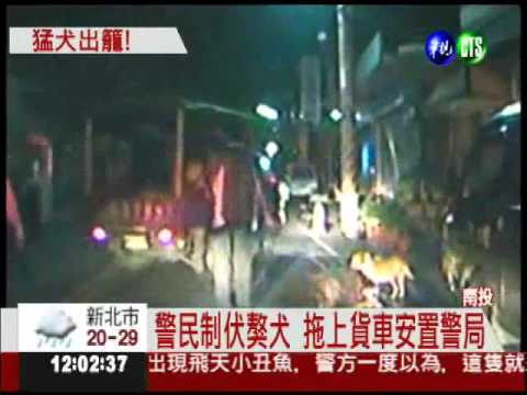 85公斤獒犬比人高 逛大街嚇壞人