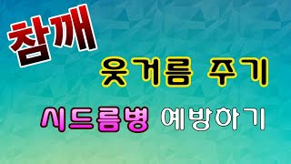 [텃밭농부.709]  참깨 웃거름주기와 시들음병 예방하기 #참깨재배 #참깨 시들음병