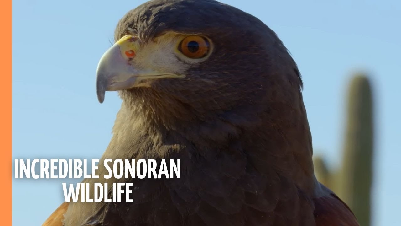 The Incredible Sonoran Wildlife - Breathtaking Killer Insects and Speedy Birds | Full Documentary