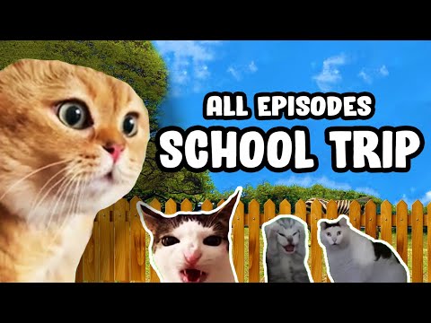 SCHOOL TRIP CAT MEME COMPILATION...