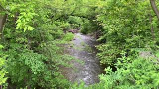 A Wonderful Heart Healing Atmosphere, Peaceful Forest River Sound and Birds Song for Stress Relief