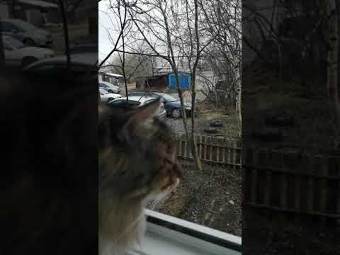 Котяра на подоконнике