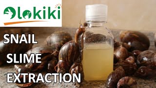 Snail slime extraction without hurting the snails: Making it big in snail farming!