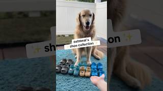 Download lagu These LTBCP are strutting in ✨style✨ #thesearemyladies #DogShoes mp3