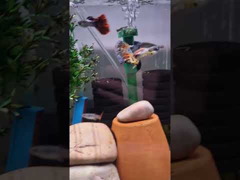 BALIKLARDA KUYRUK ERİMESİ NEDİR ? HASTA ZANNETTİĞİNİZ BALIKLARIM #akvaryum #aquarium #guppy