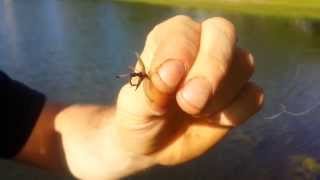 Flies work GREAT for panfish.