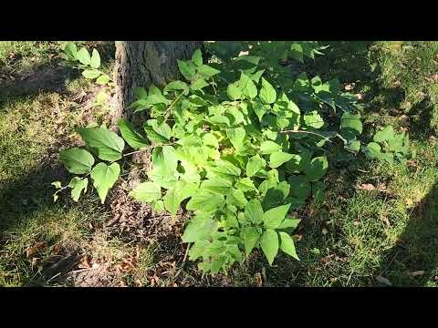 Common Hackberry (Celtis occidentalis) mature tree growing in Lethbridge, AB | TreeTime.ca