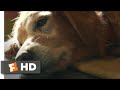 A Dog's Purpose (2017) - Bailey Passes On Scene (4/10) | Movieclips