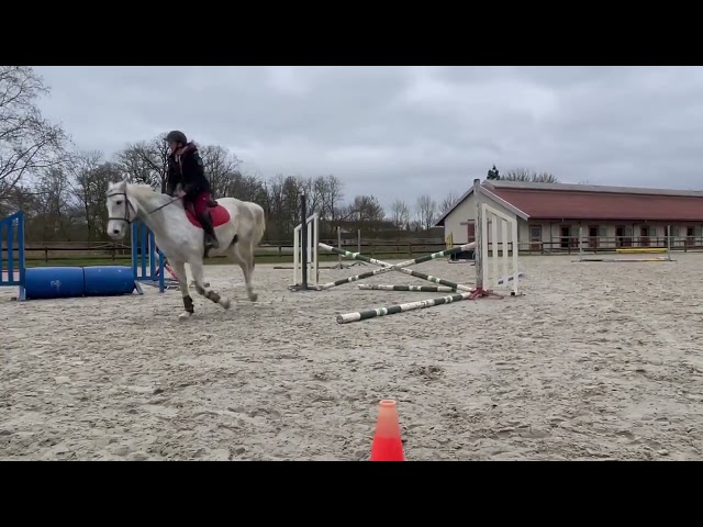 JUMENT AQPS de 10 ans 