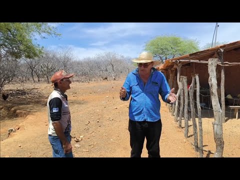 VEJA O MATUTO MAMOEIRO VISITANDO O MUNICÍPIO DE BELÉM DO SÃO FRANCISCO PERNAMBUCO.
