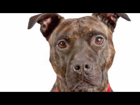 Calliope - LOCAL!  VIDEO, an adopted Pit Bull Terrier & American Staffordshire Terrier Mix in Princeton, MA_image-1
