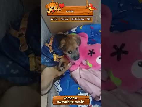 Vídeo de cacau