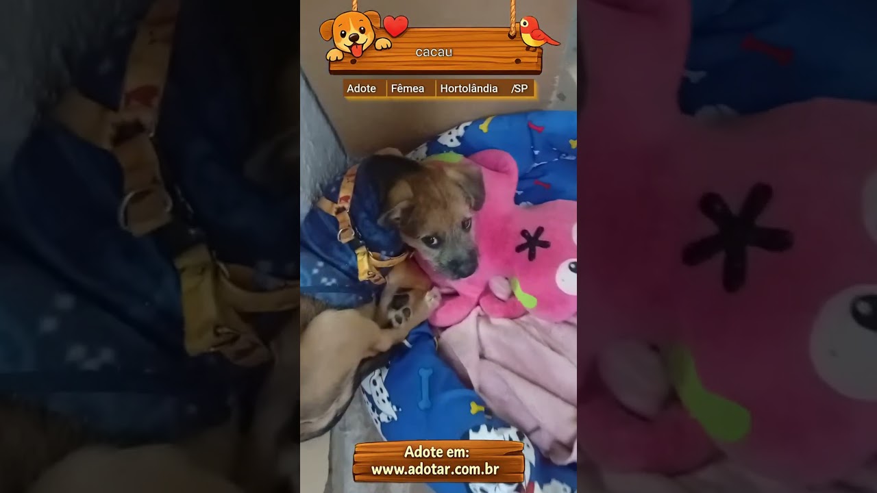 Cachorro raça SRD-ViraLata idade 2 a 6 meses nome cacau