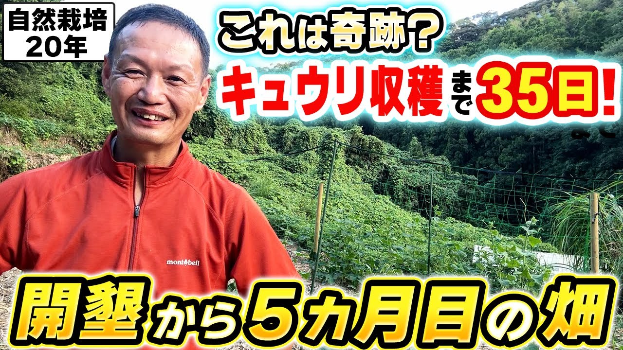 【自然栽培】開墾5カ月目のファームツアーと種まき35日で収穫できたキュウリの記録