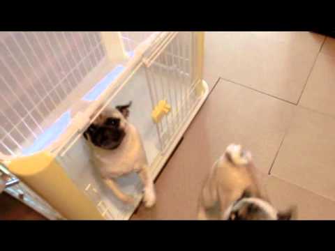 Pugs Excited for Sashimi!