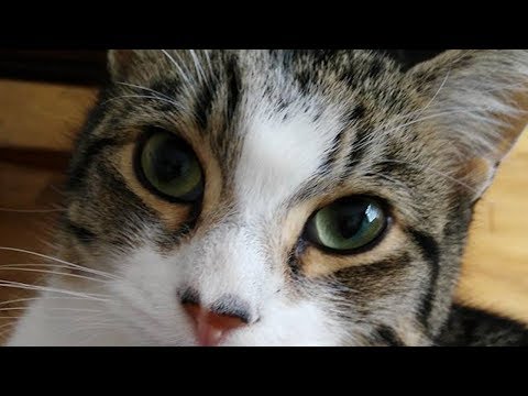 So Hey, I Moved Back to Ireland