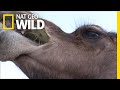 Camels Don't Mind Spines In Their Cacti | Nat Geo Wild