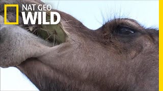 Camels Don&#39;t Mind Spines In Their Cacti | Nat Geo Wild