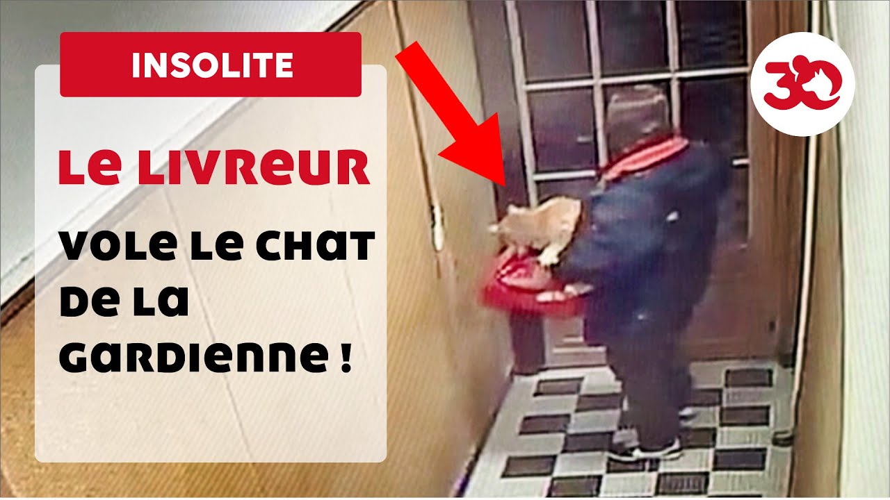 Anakin, le chat volé par un livreur !