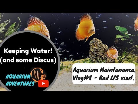 Bad LFS visit & Custom Discus Aquarium: Maintenance and Water Change.