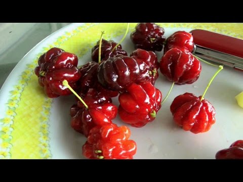 About tropical cherries surinam cherry and star gooseberry